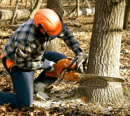 Tree Removal in Green Forest, AR